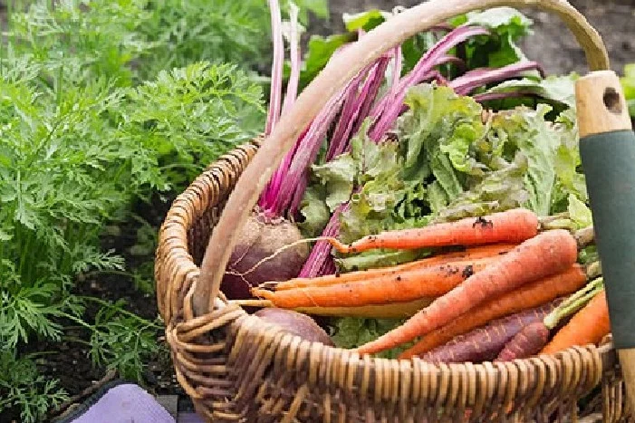 Gemüsekorb mit Karotten und Mangold